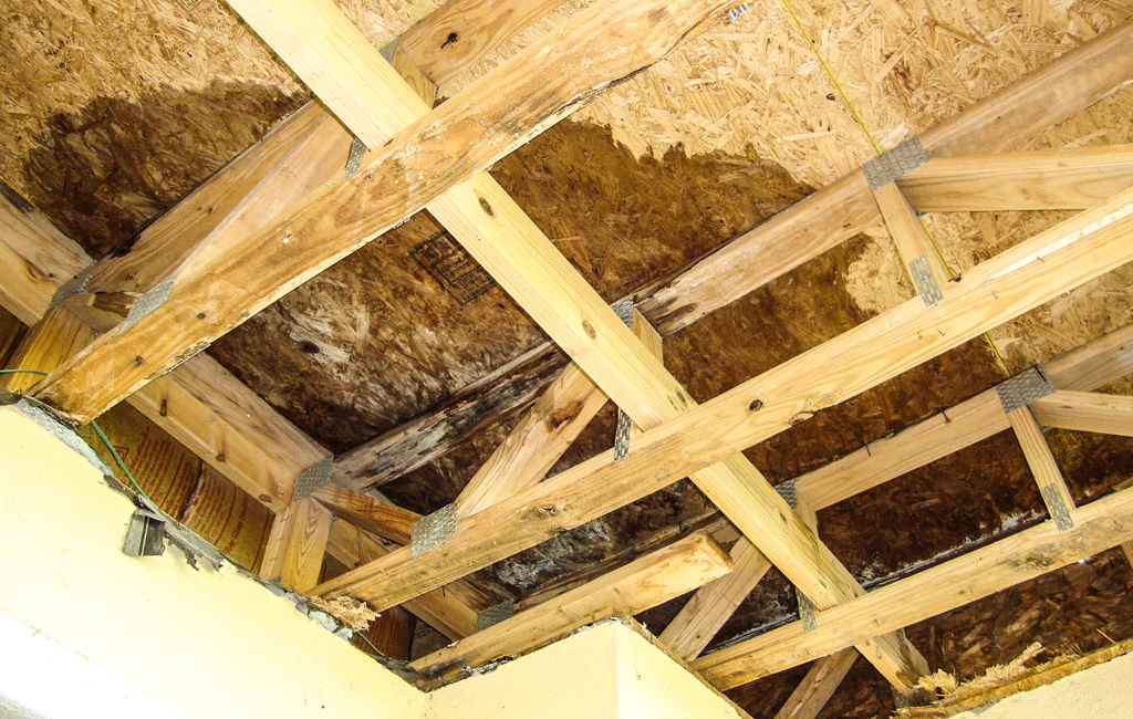 Mold and Water Damage